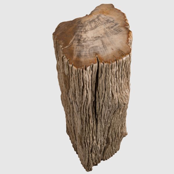 Zkamenělé dřevo s kůrou